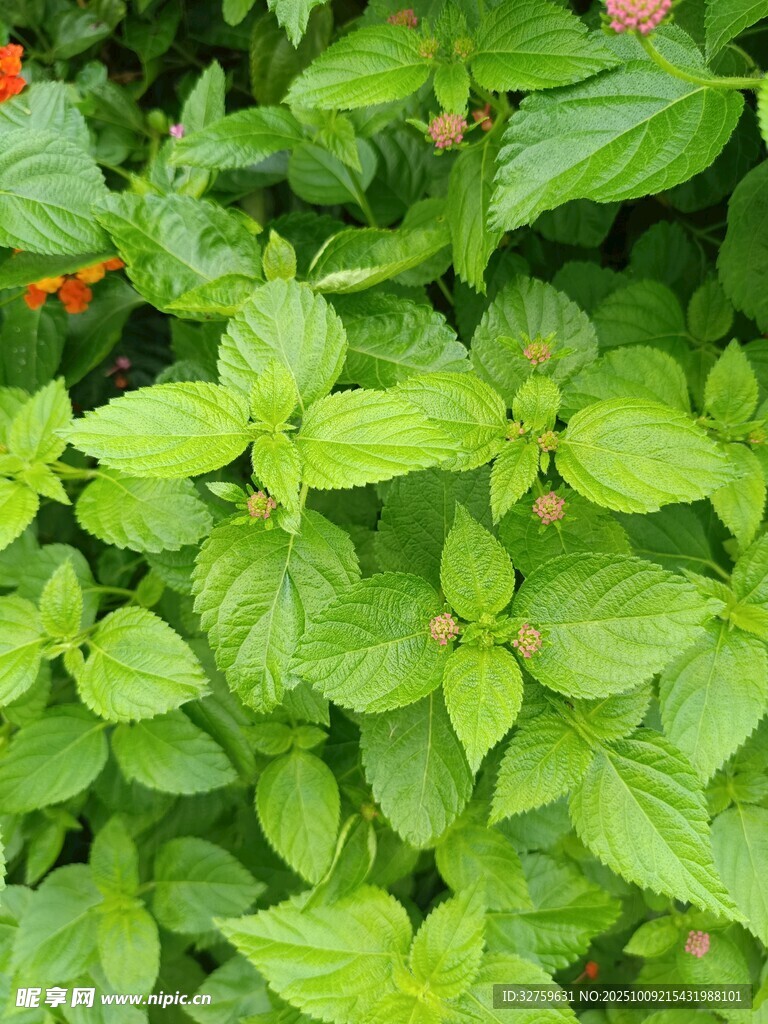翠绿繁茂的绿叶植物