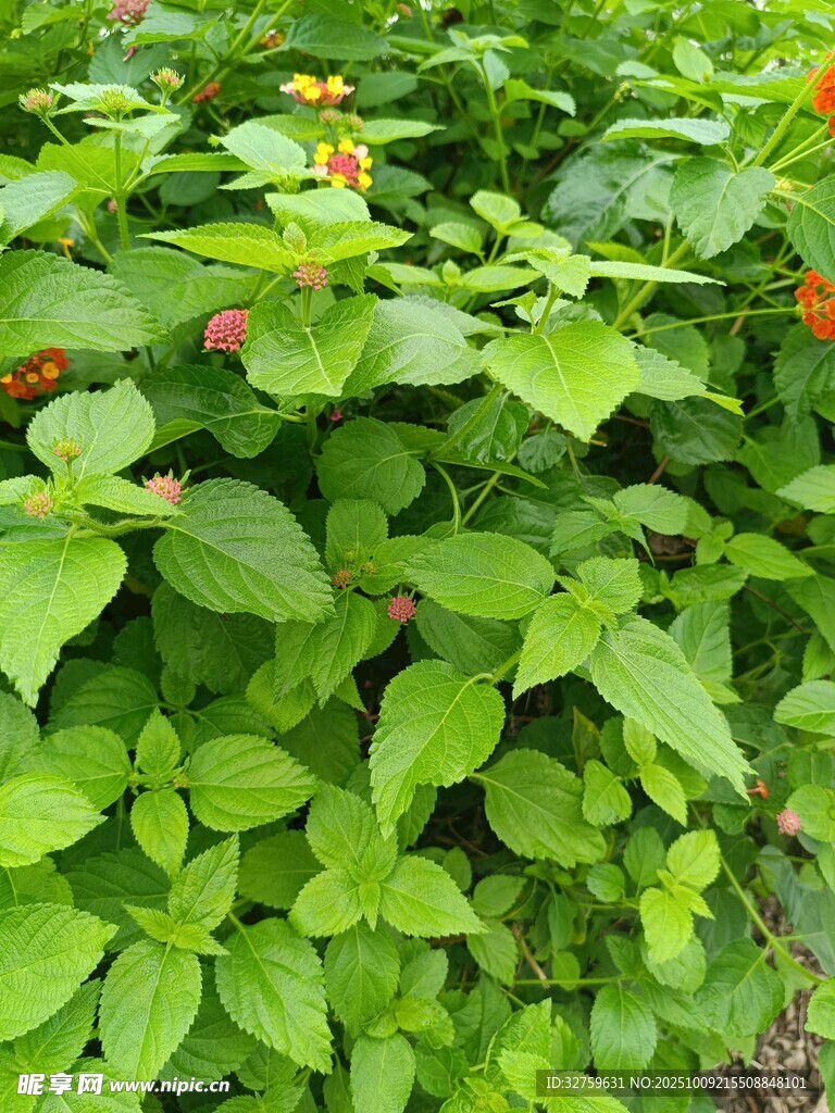 绿叶间的橙色小花