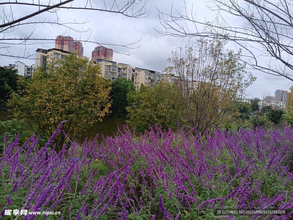 紫色花海与远处建筑景观