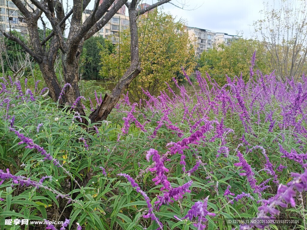 紫色花卉与枯树的自然景致