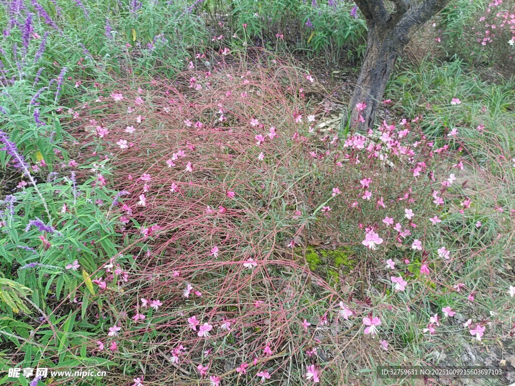 落花满地的林间景象