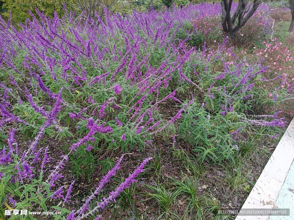 紫色花丛景观