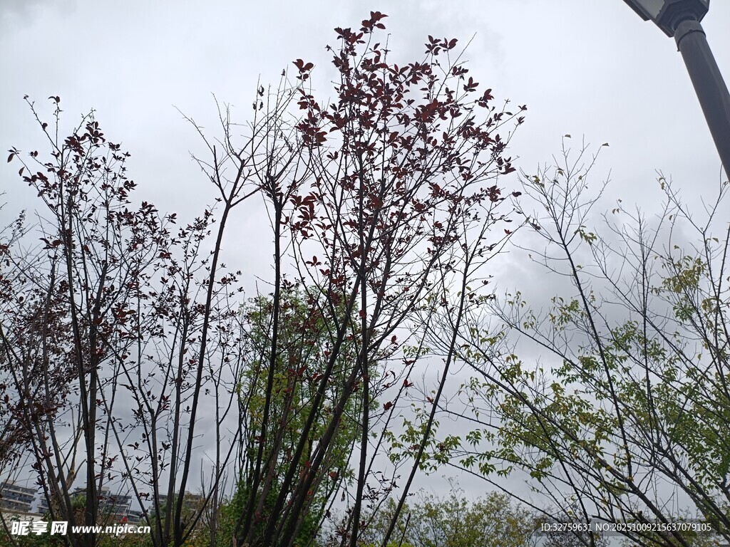 雨中挺立的繁花树木
