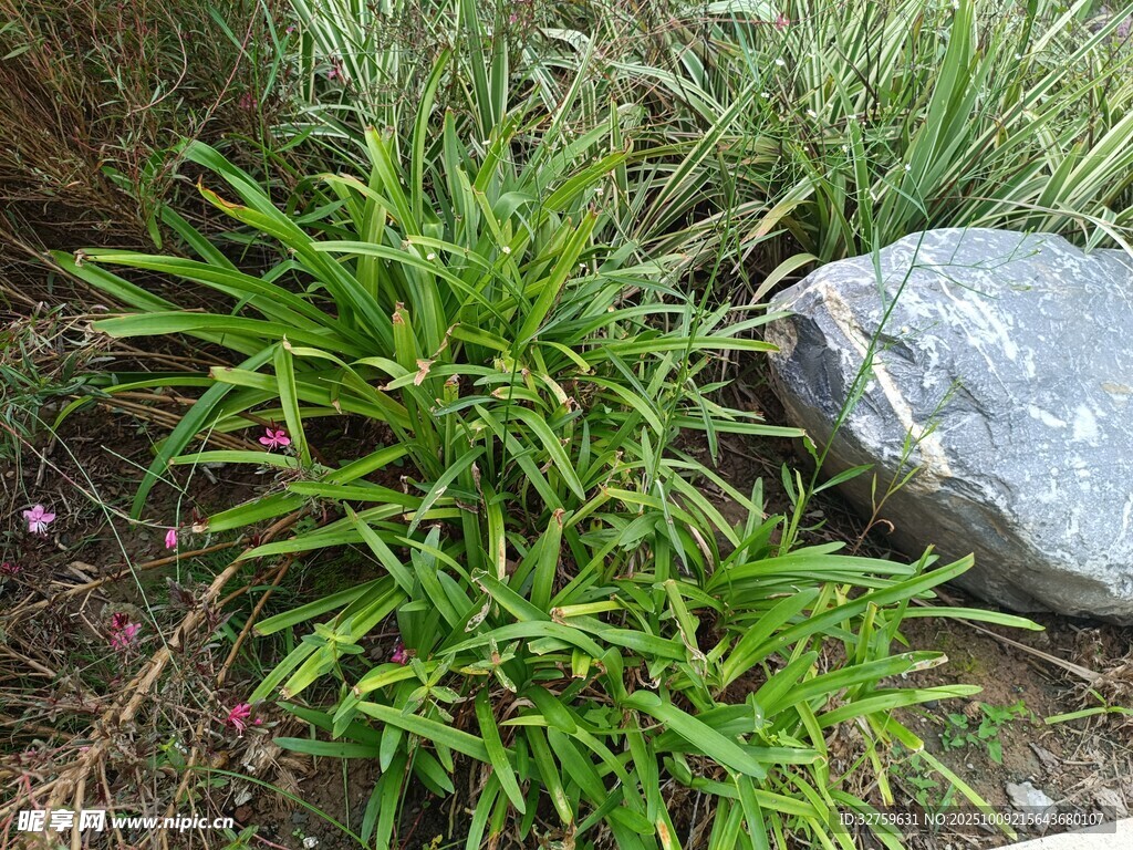 石边翠绿小草