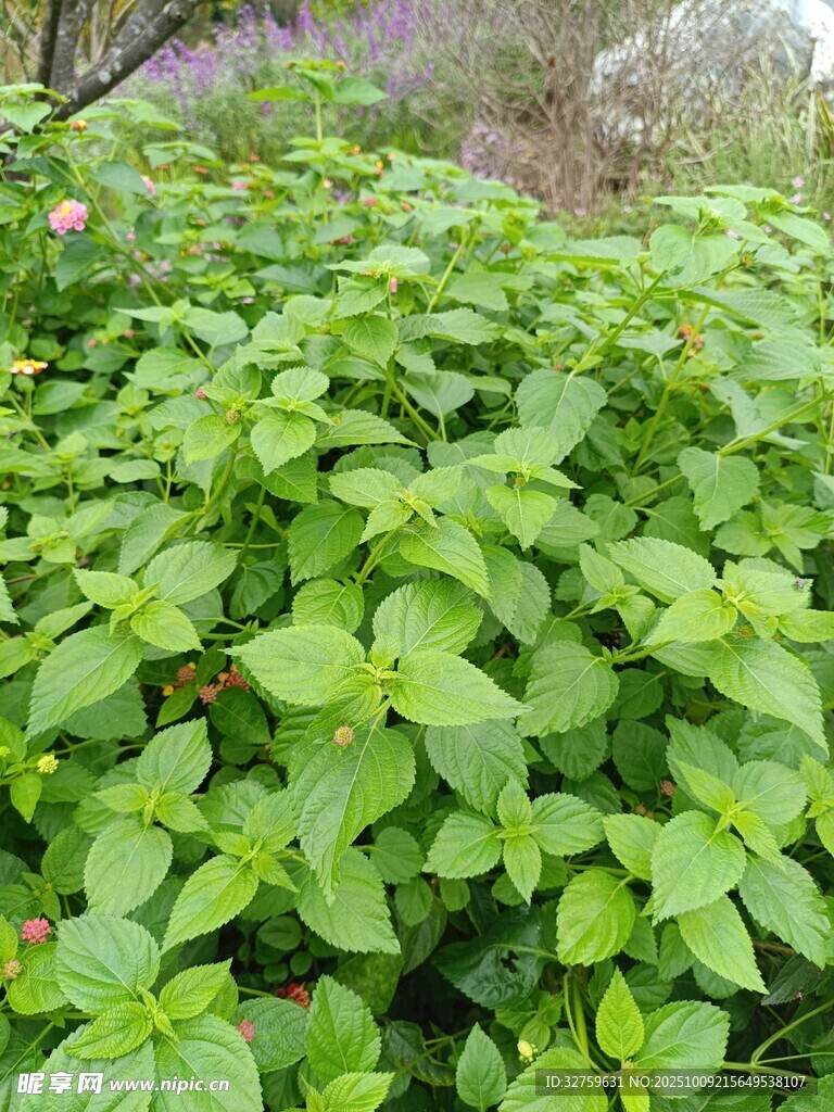 翠绿繁茂的清新植物群