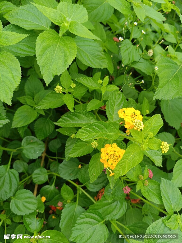 绿叶丛中的黄色小花