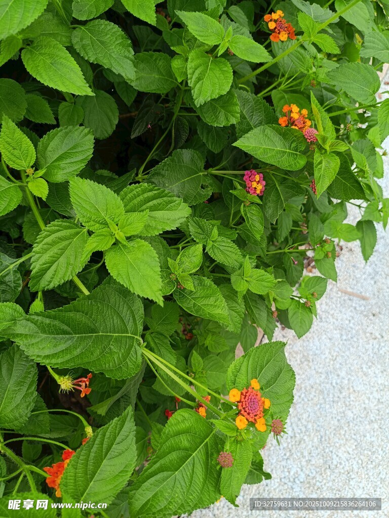 绿叶间的橙红小花