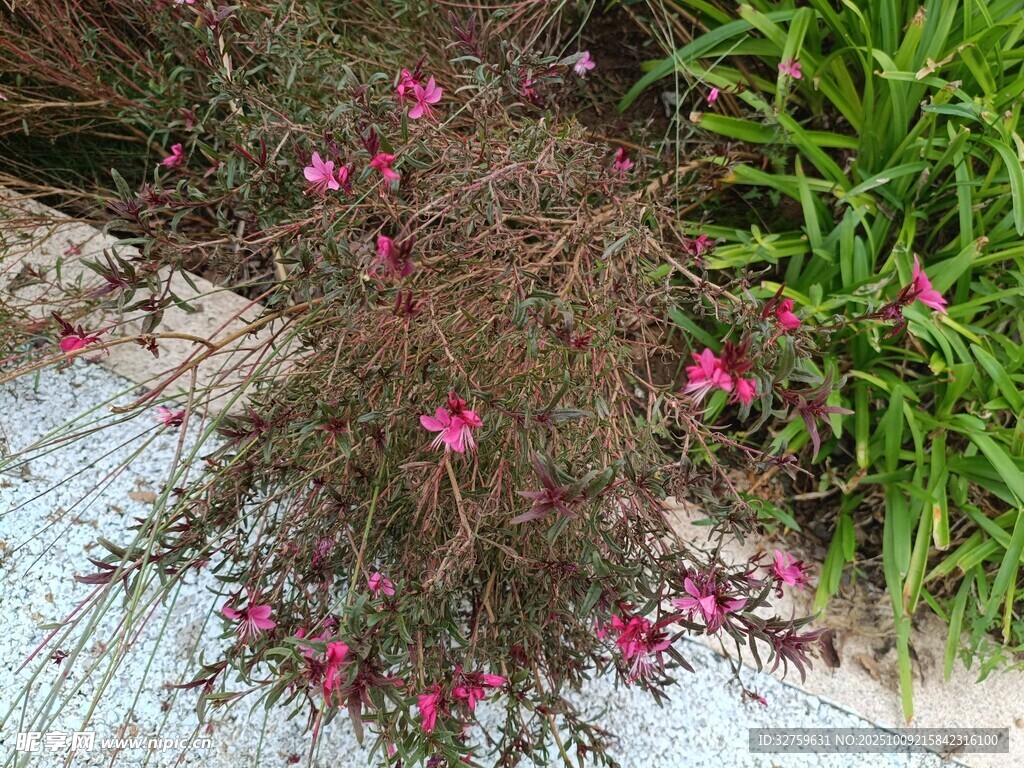 粉色小花绽放于绿植间