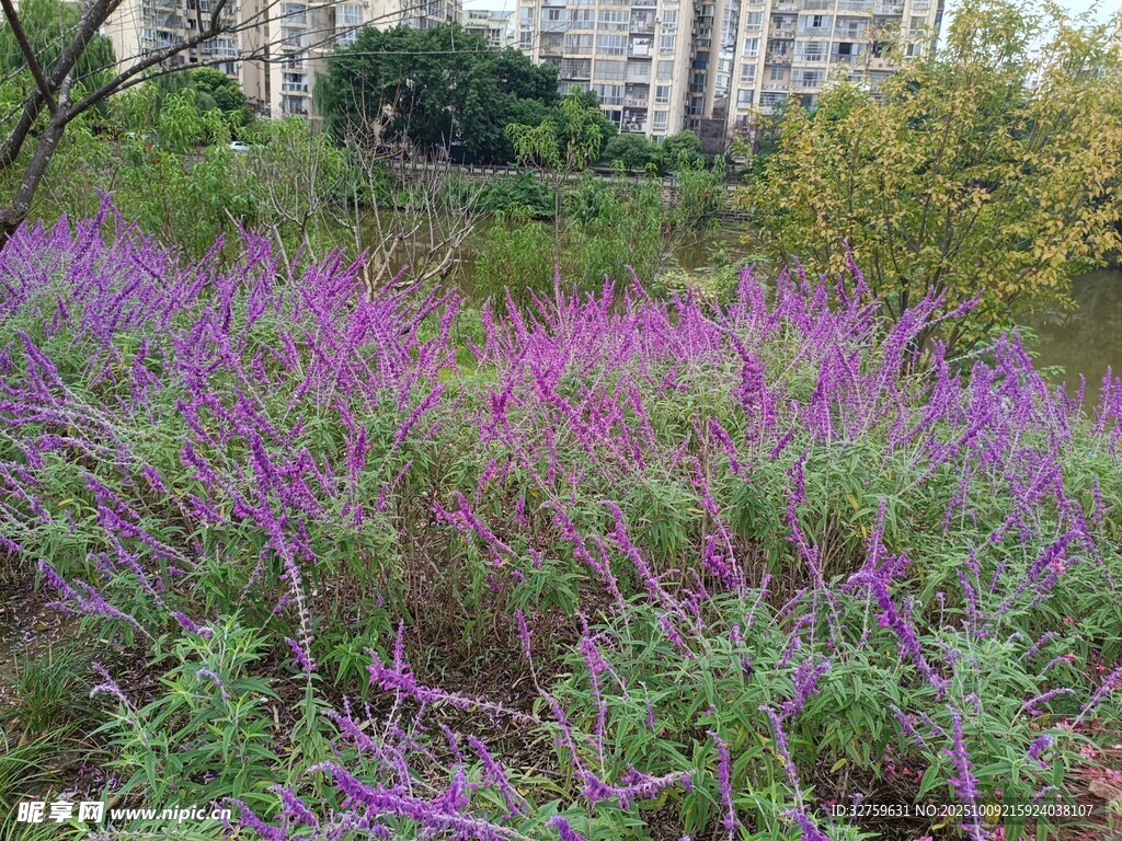 紫色花丛装点的自然景致