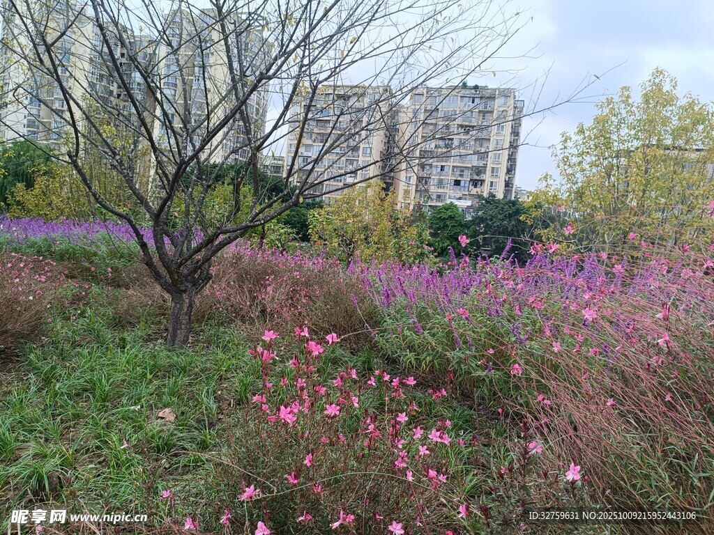 秋日烂漫花海与树木景观