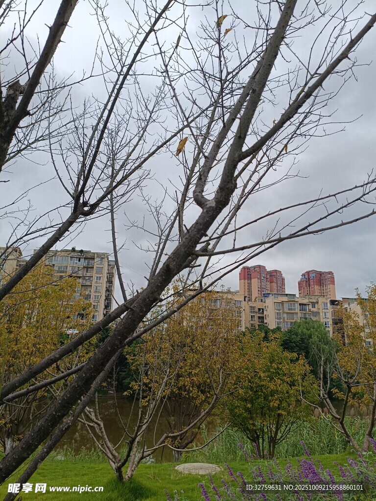 秋日枯枝与远处建筑景观