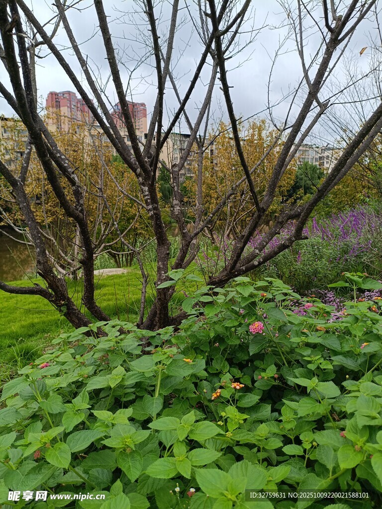 春日绿植与繁花景观