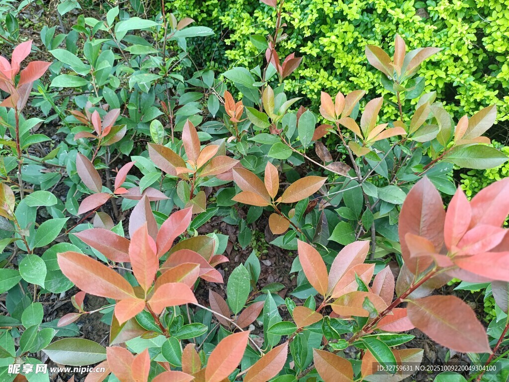 多彩叶片植物景观