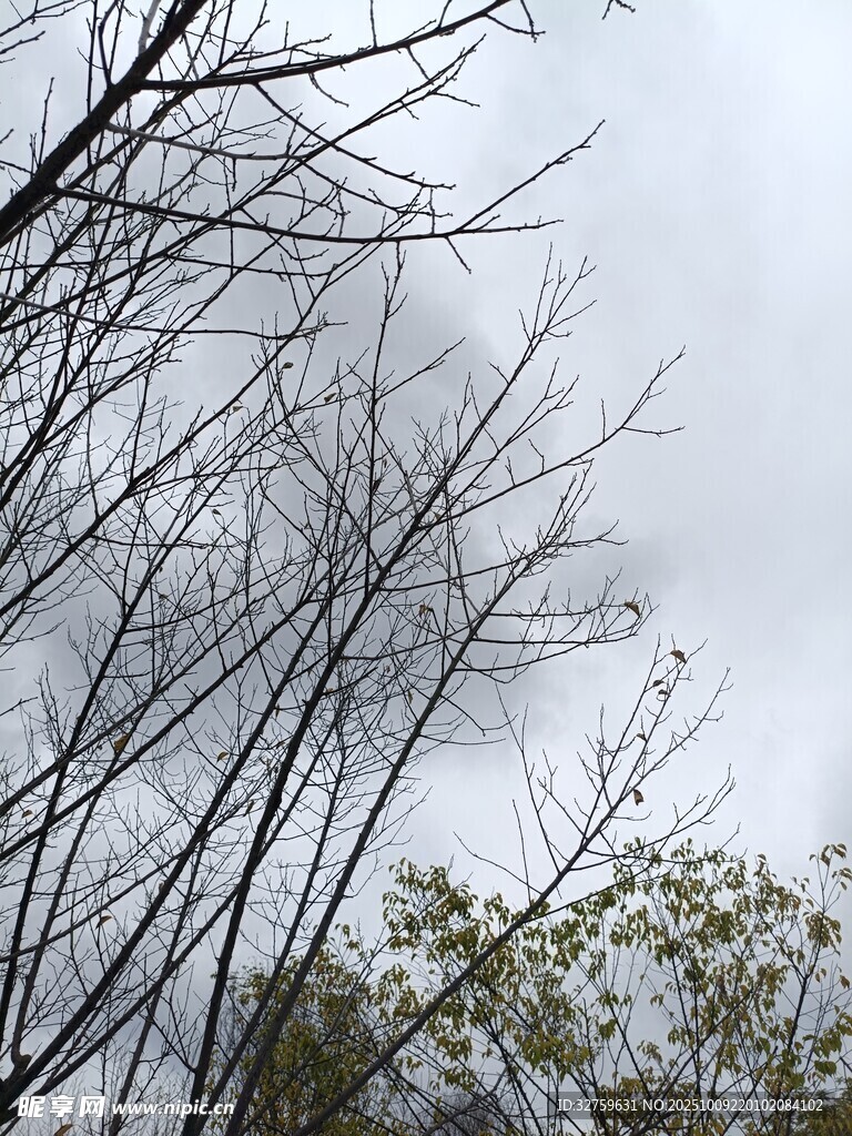 冬日枯树枝与朦胧天空