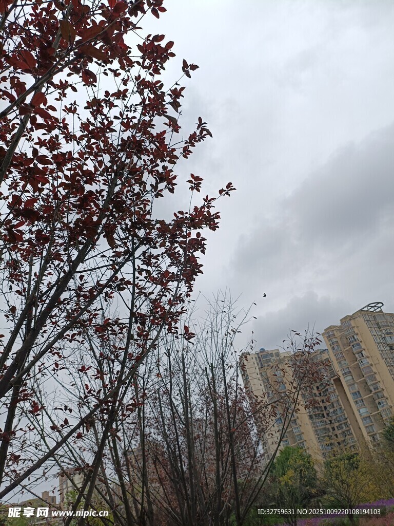 阴天时楼前的红叶树木