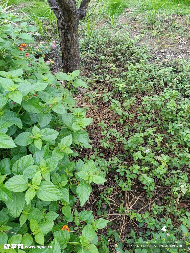 树下繁茂绿植景观