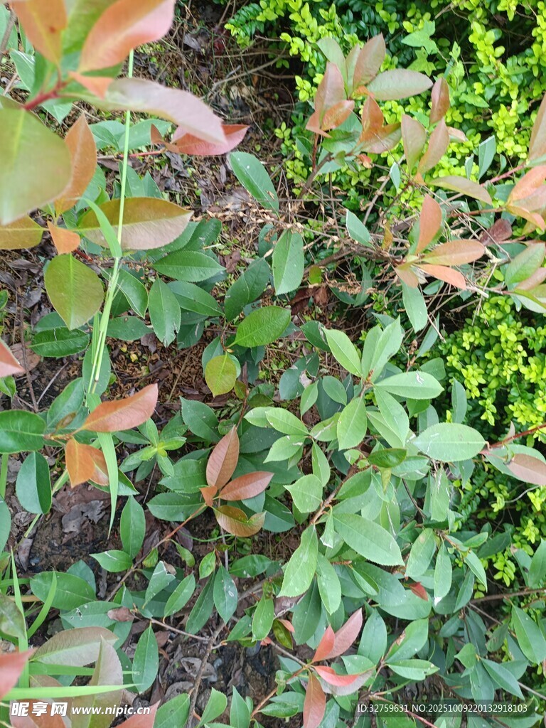 多彩叶片的植物特写