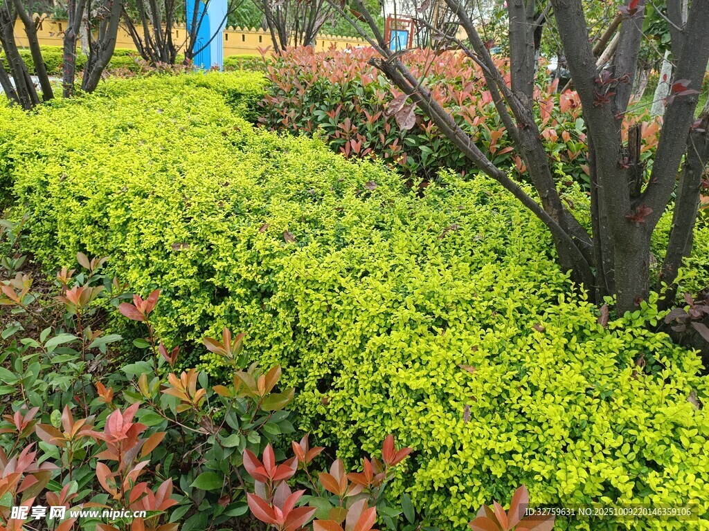 多彩绿植景观