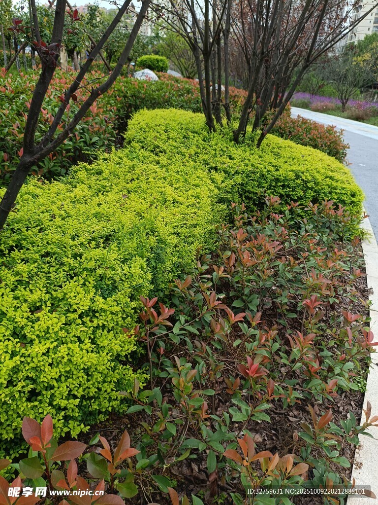 园林绿植景观