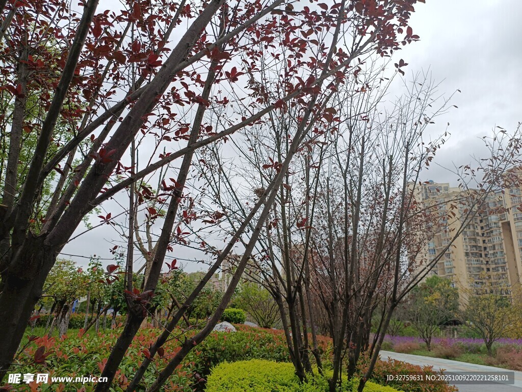 雨中公园景致 