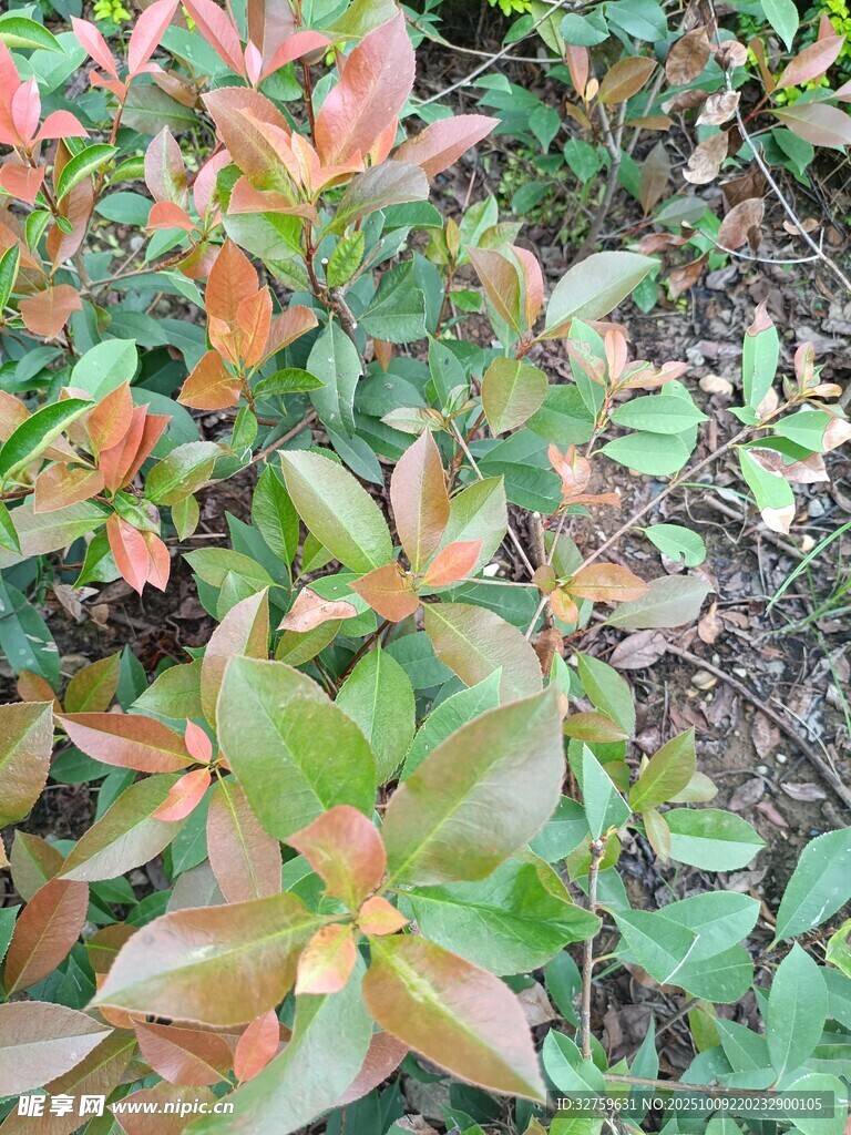 多彩叶片的植物景观