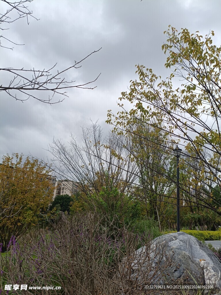 户外自然景观中的大石树木