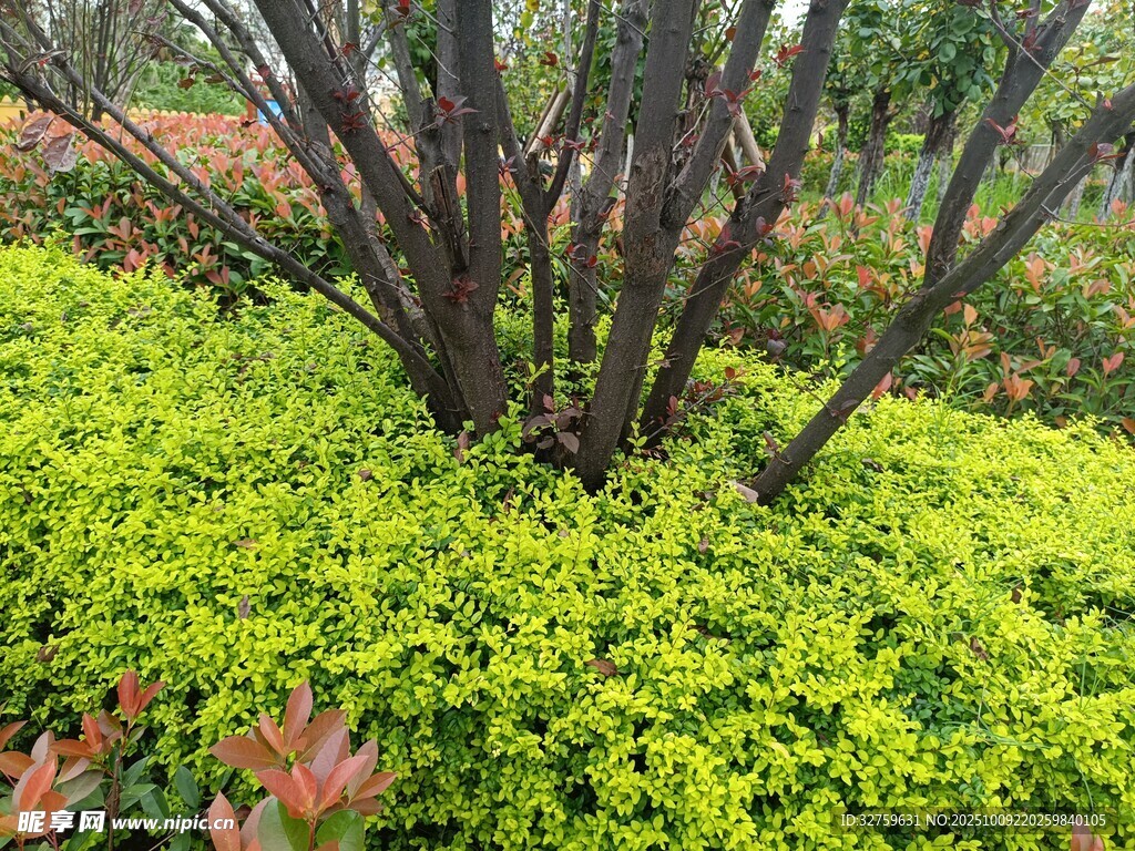 翠绿植物与深色枝干景观