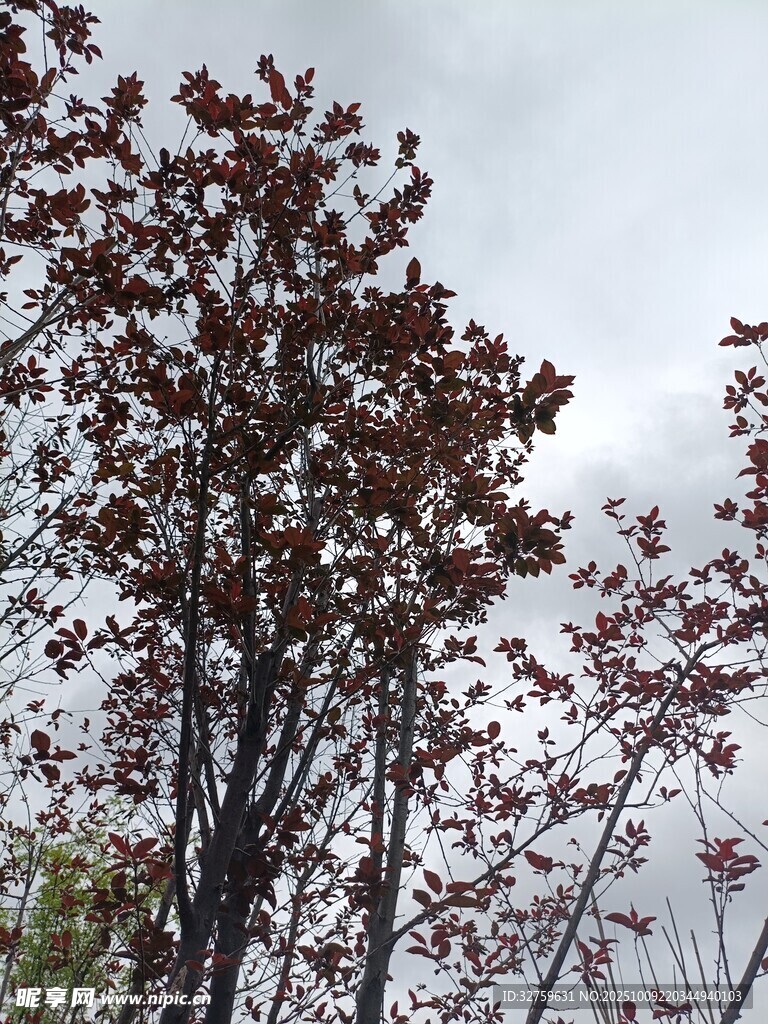 秋日红叶树木景致