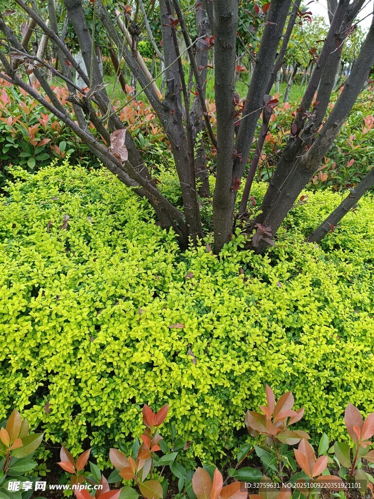 多彩绿植景观