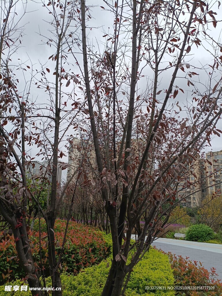 冬日路旁树木与绿植景观