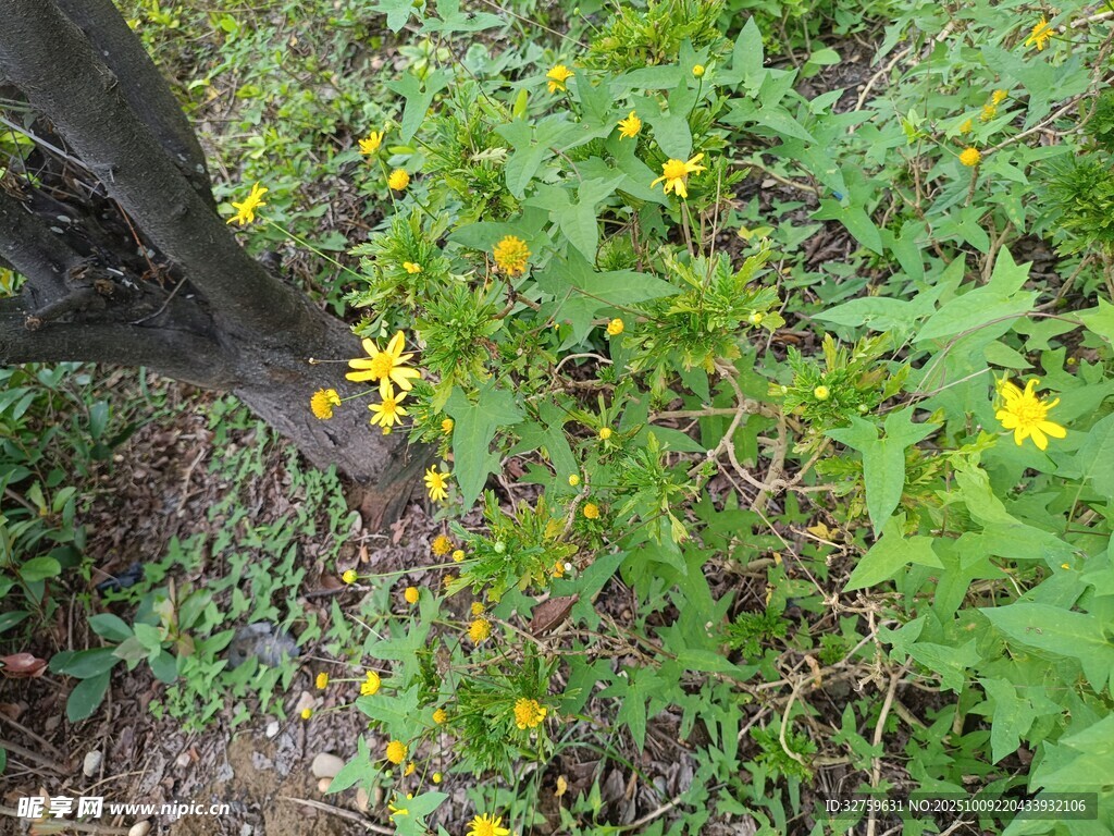 野外黄色小花及绿植景象