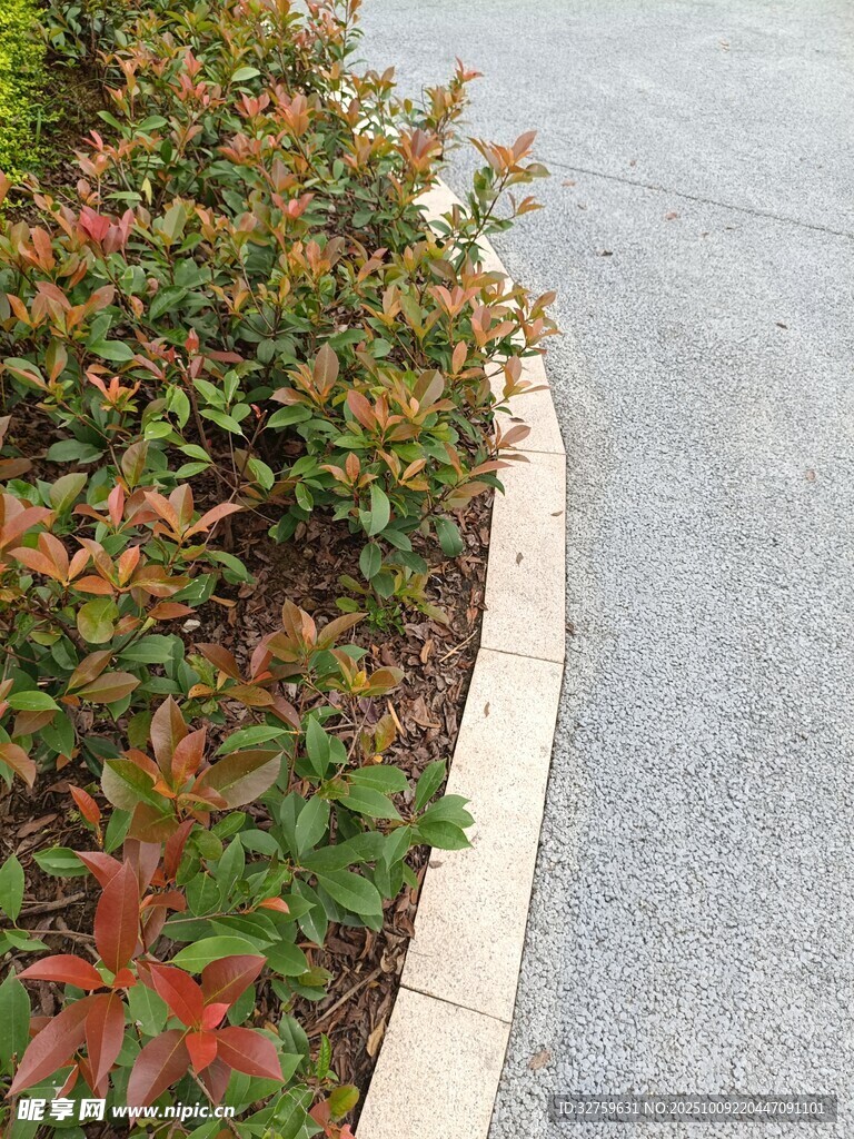 路边多彩灌木景观