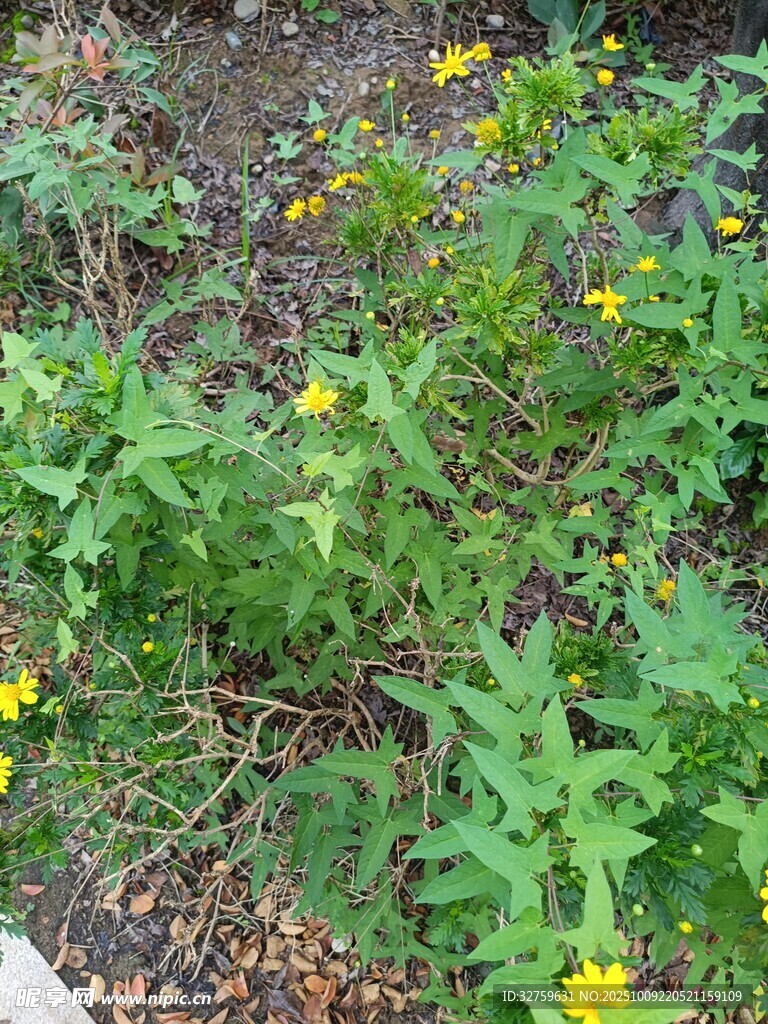 草丛中的黄色小花