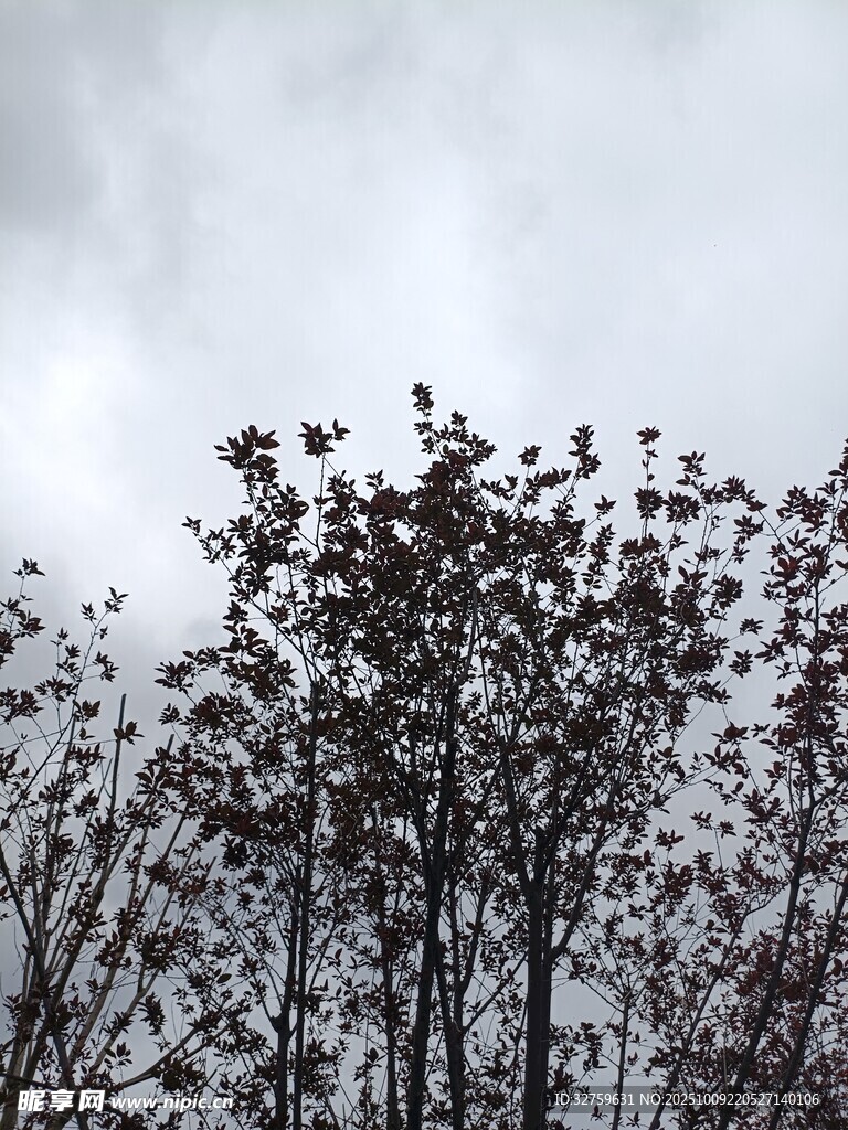 枝头映灰天 