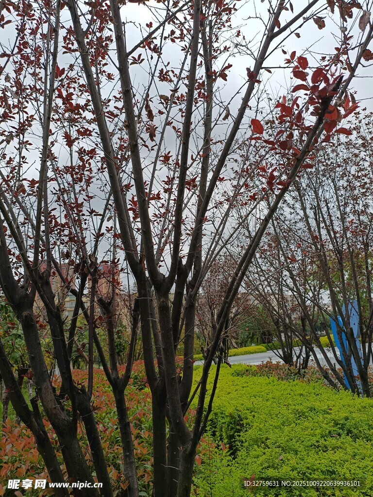 春日繁花盛开的树林