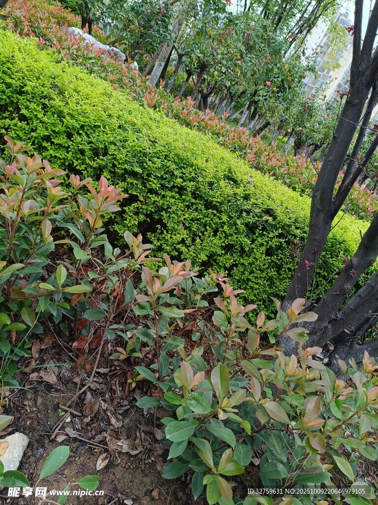 绿意盎然的园林植物景观