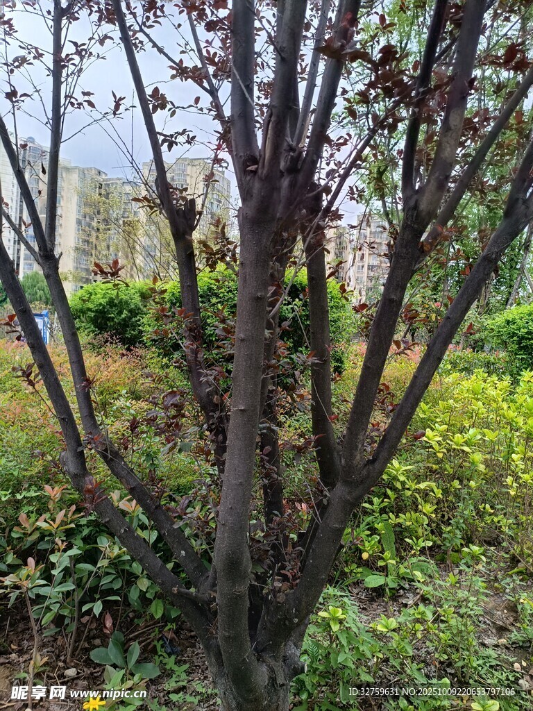 枝干光秃的树木景象