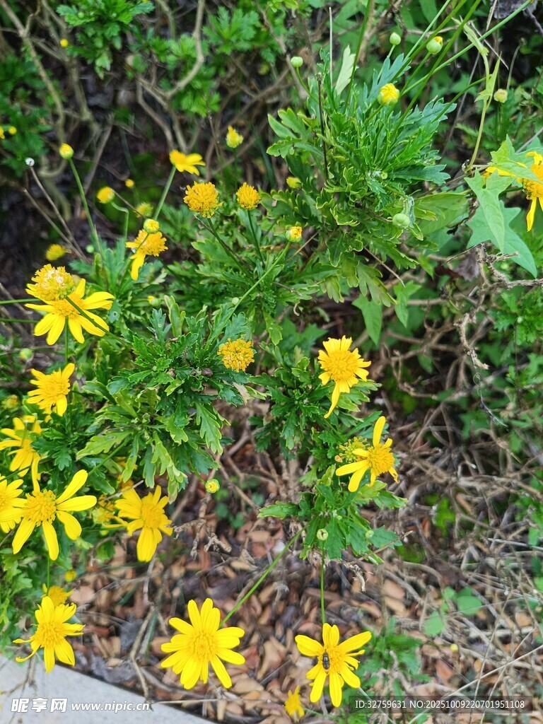 黄色小花绽放于绿植间