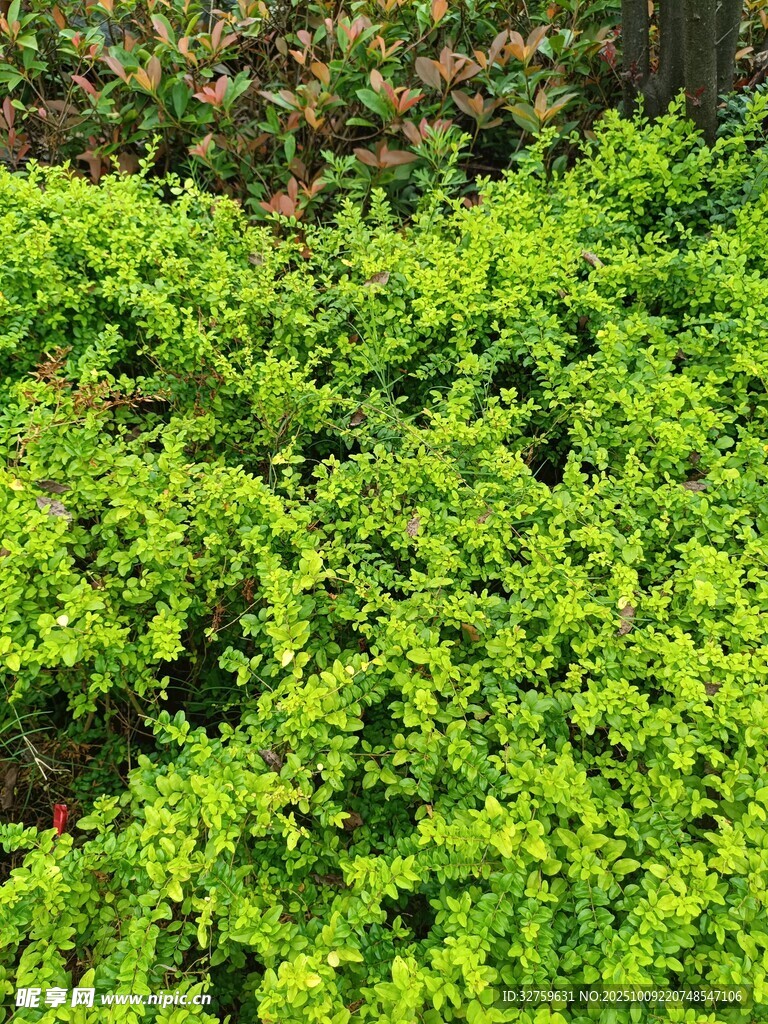 翠绿繁茂的丛生植物
