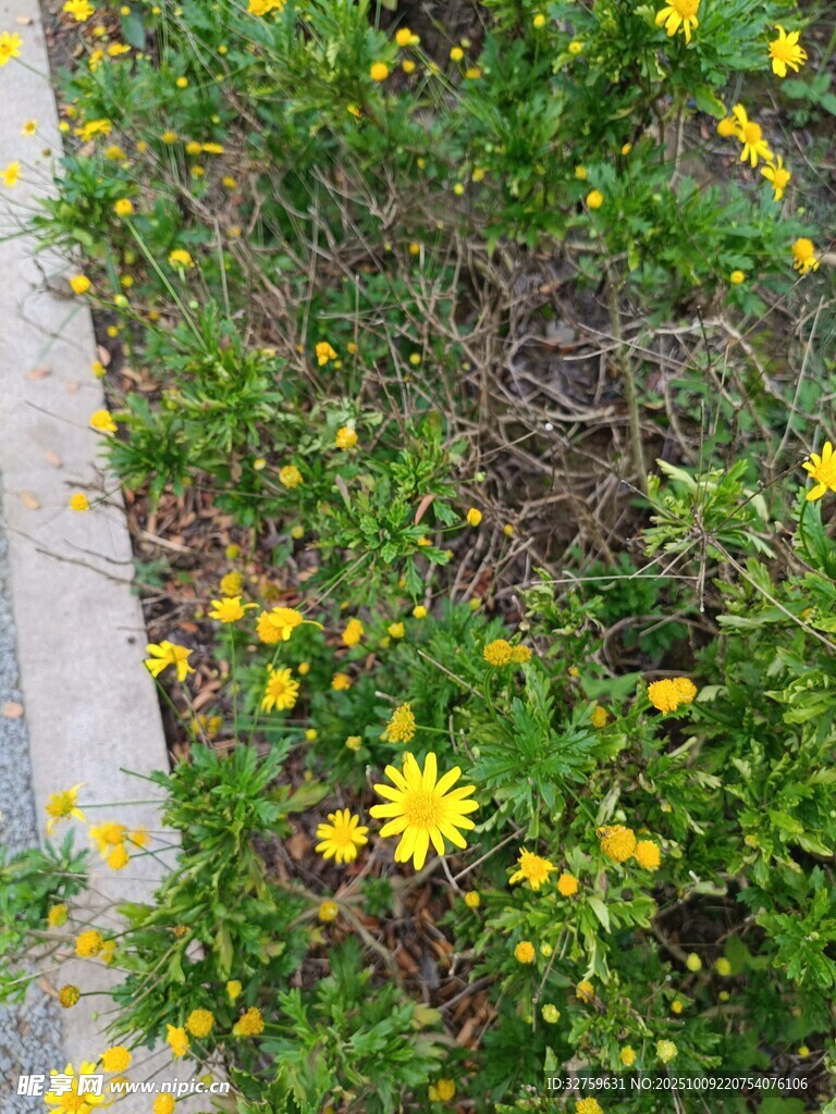 路边绽放的黄色小花