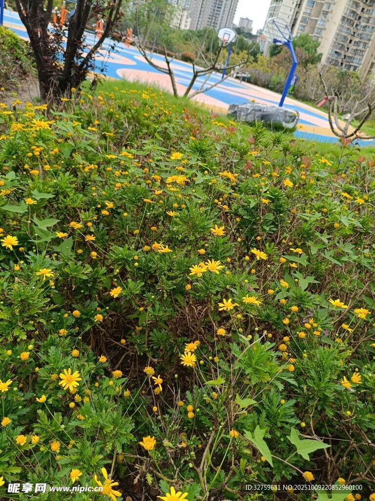路边绽放的黄色小花