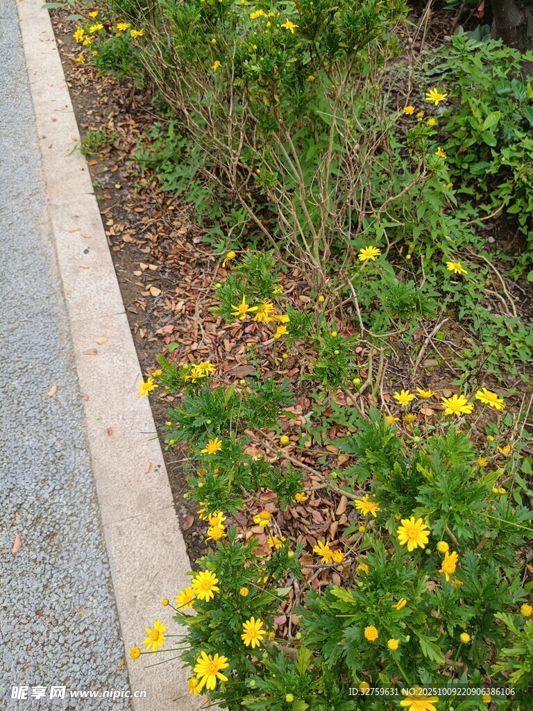 路边绽放的多彩小花