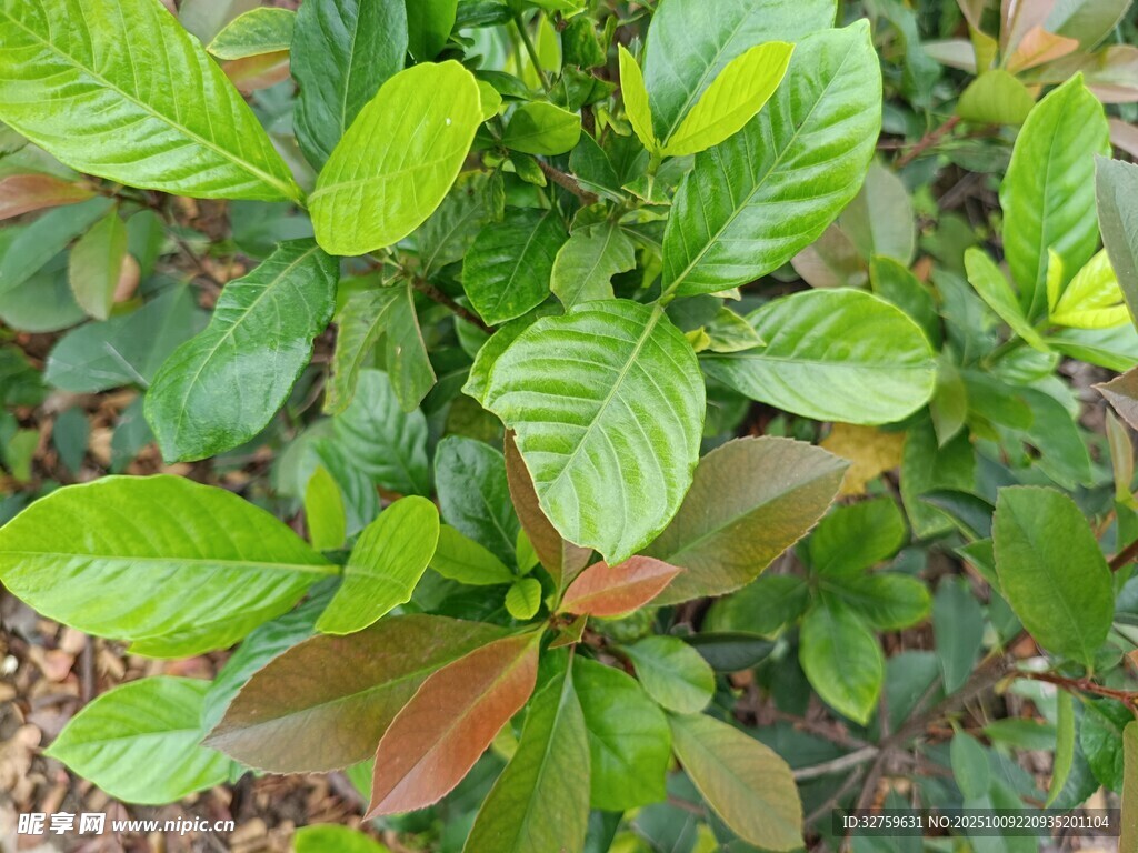 绿叶植物特写