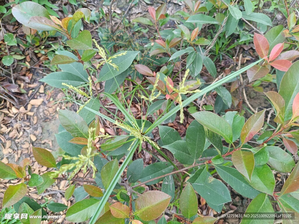 绿叶植物特写