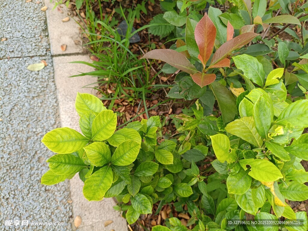 路边翠绿多彩植物景观