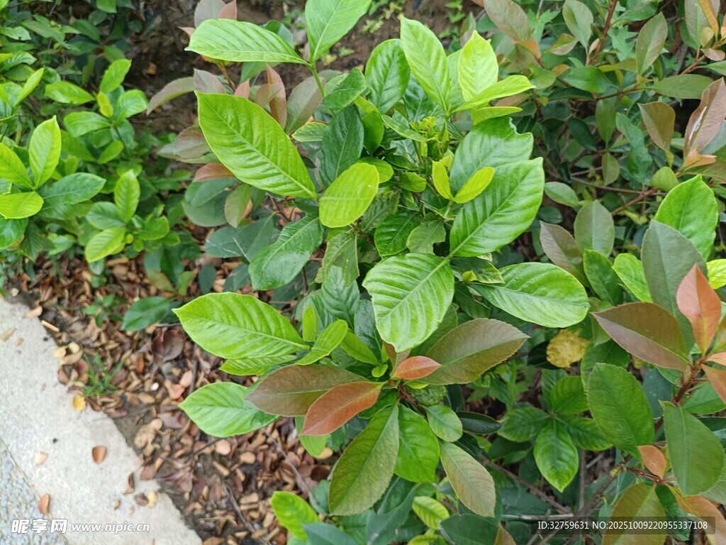绿叶植物近景特写