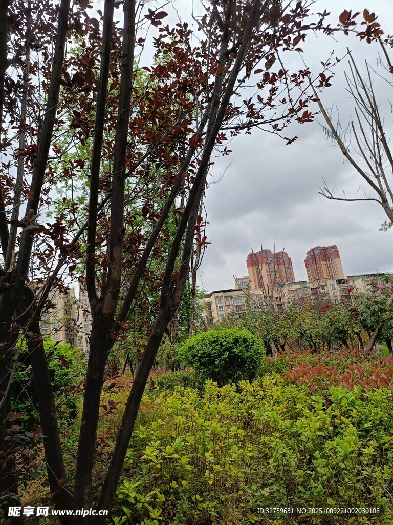 城市中繁茂绿植与建筑景观