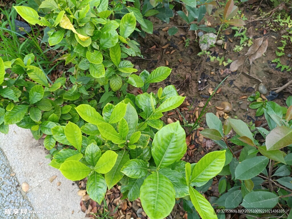 绿叶繁茂的地面植物景观