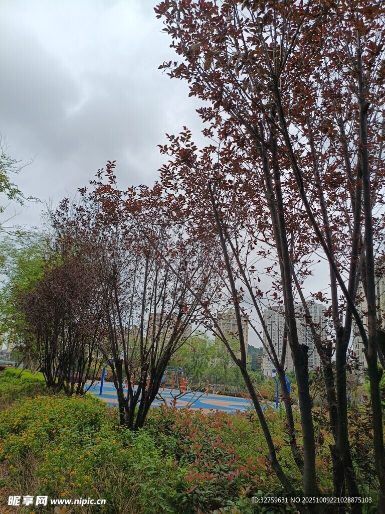雨中树林 