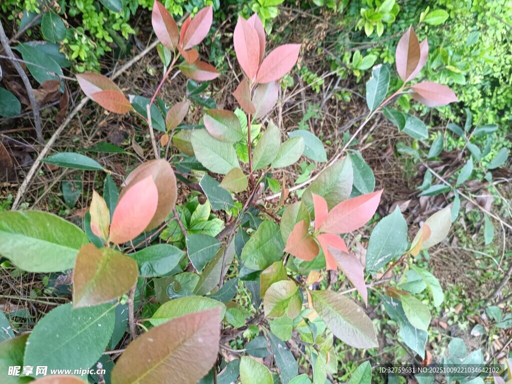 红叶绿植特写